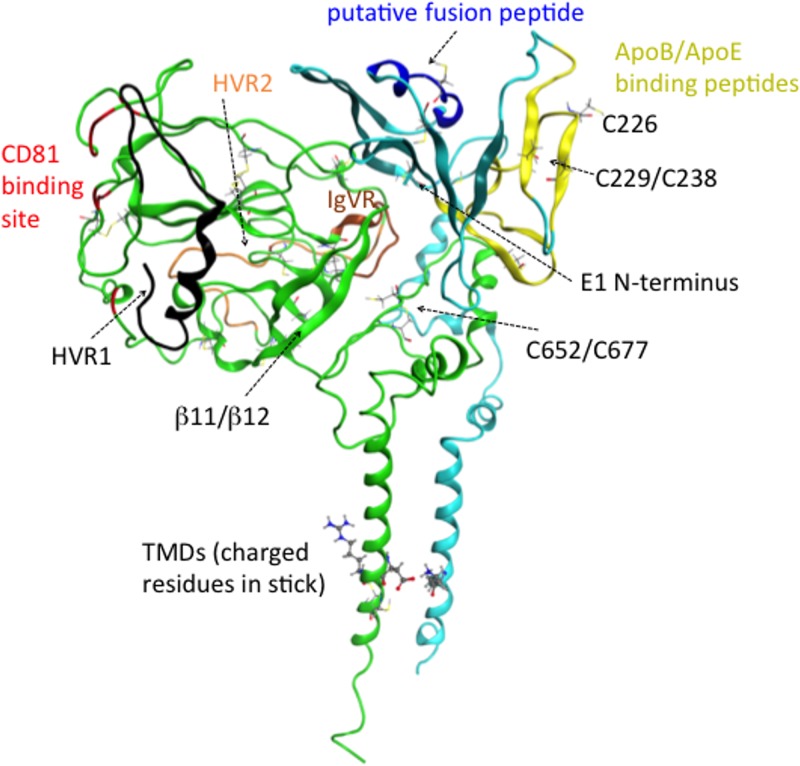 FIG 1