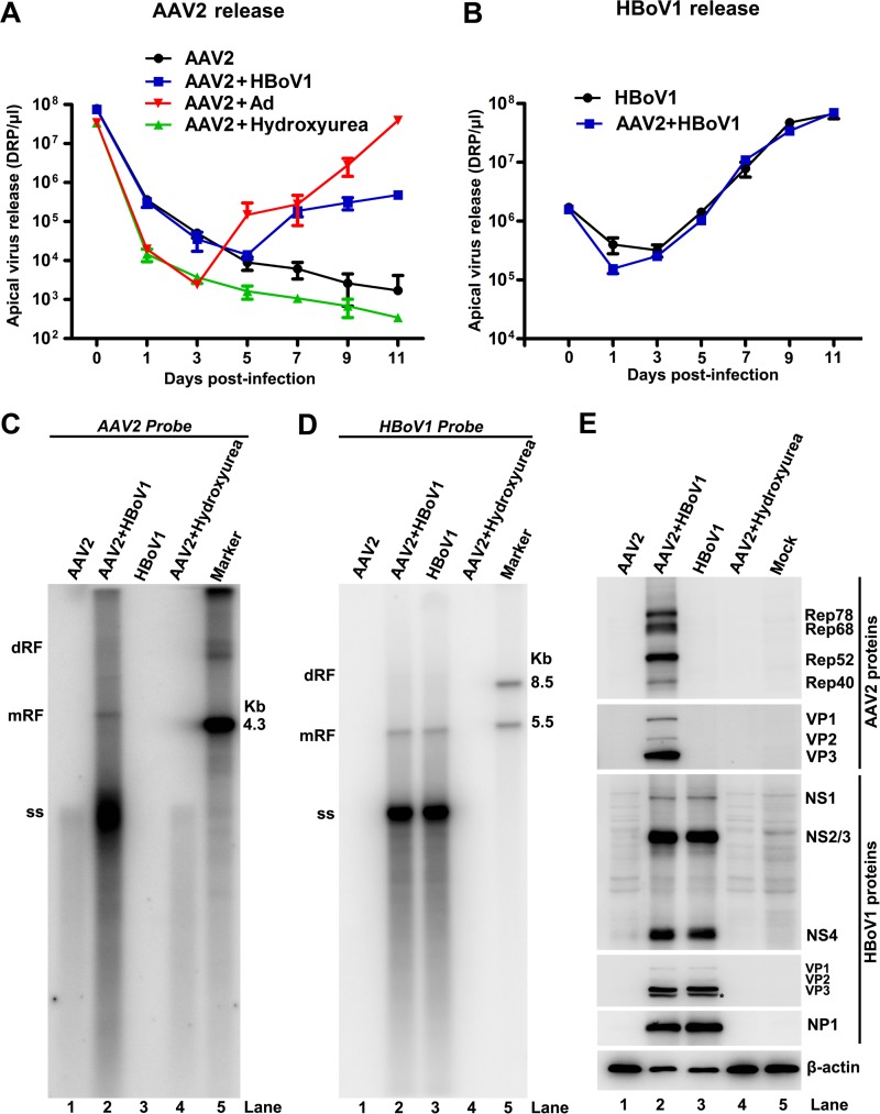 FIG 2