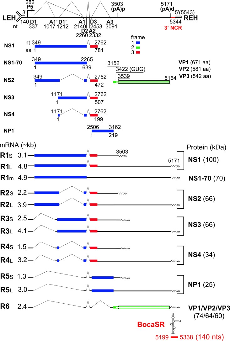 FIG 1