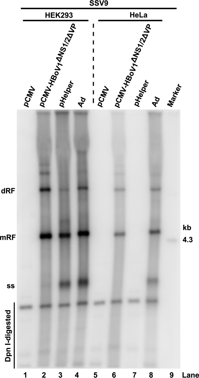 FIG 5