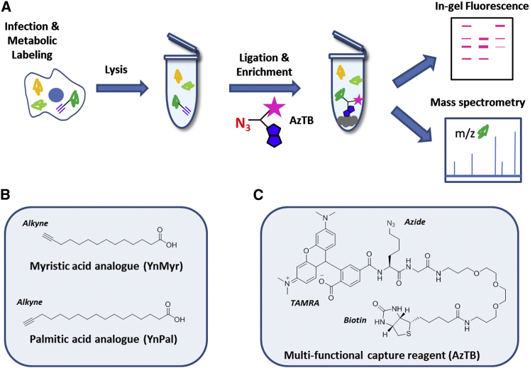 Figure 1