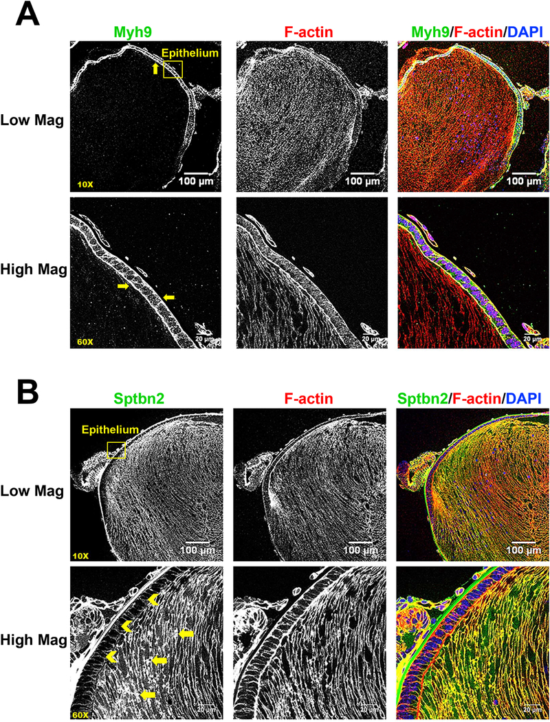 Fig. 8.