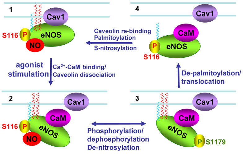 Dynamic relationship between key eNOS post-translational modifications