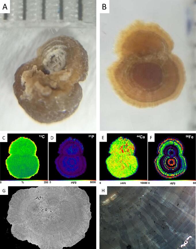 Fig. 2