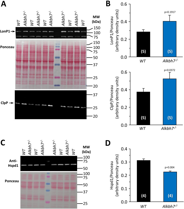 Figure 5—figure supplement 1.