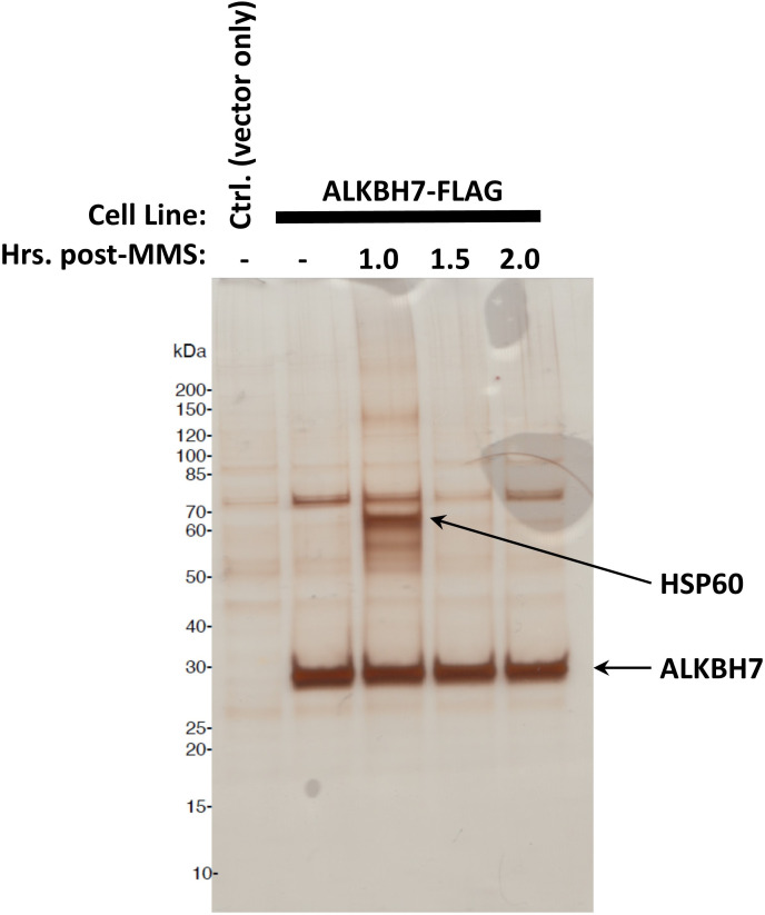 Figure 2—figure supplement 1.