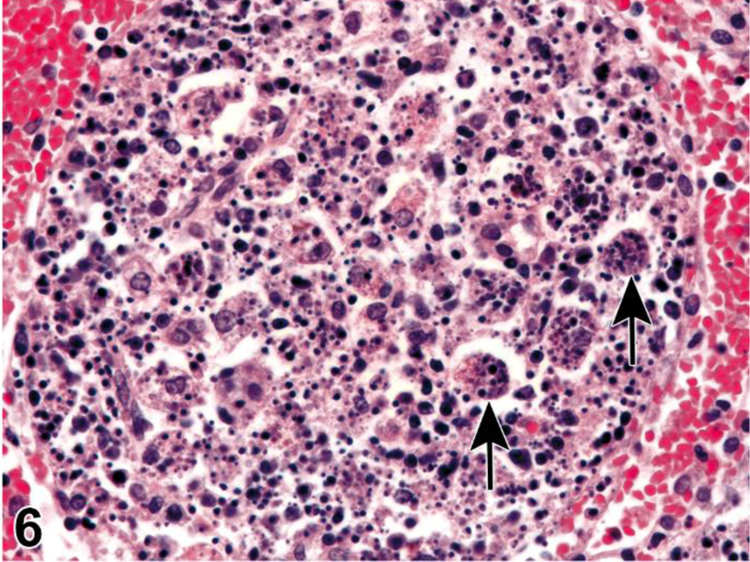 Figure 6.