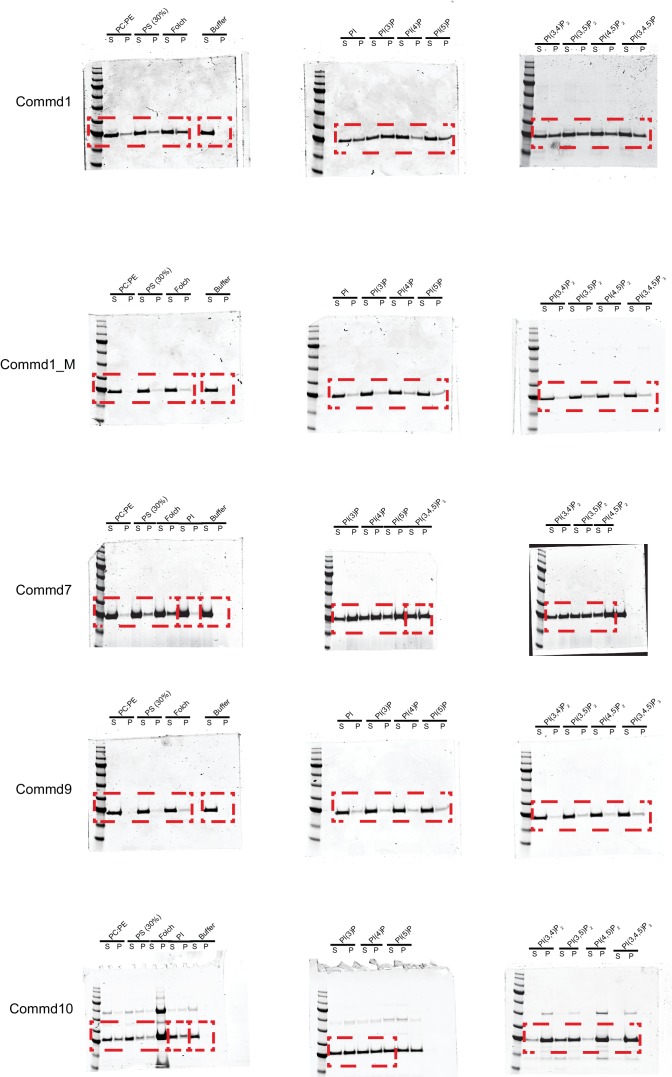 Figure 8—figure supplement 1.