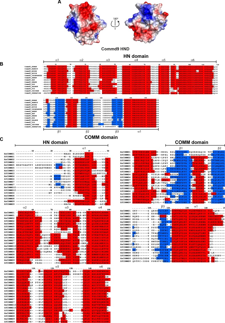 Figure 3—figure supplement 1.