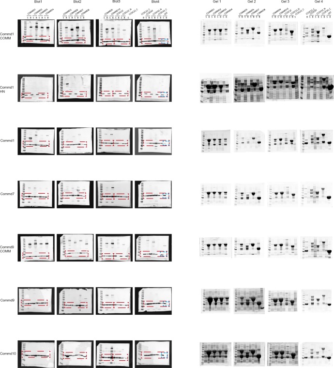 Figure 5—figure supplement 1.