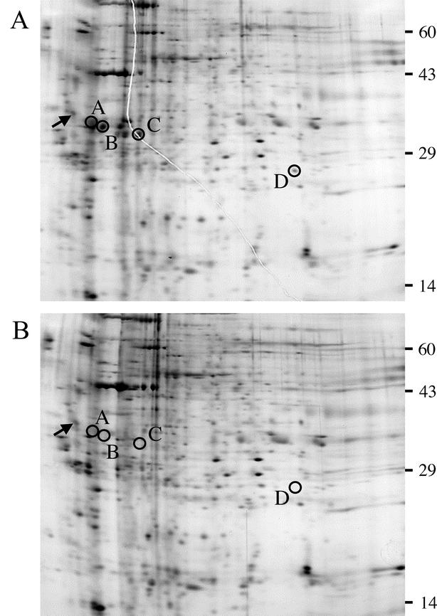 FIG.6.