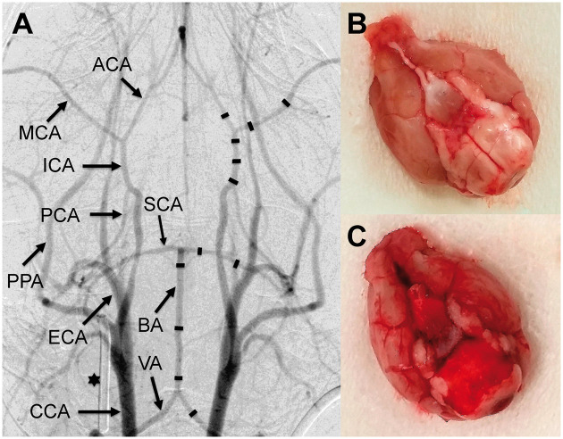 Figure 2.