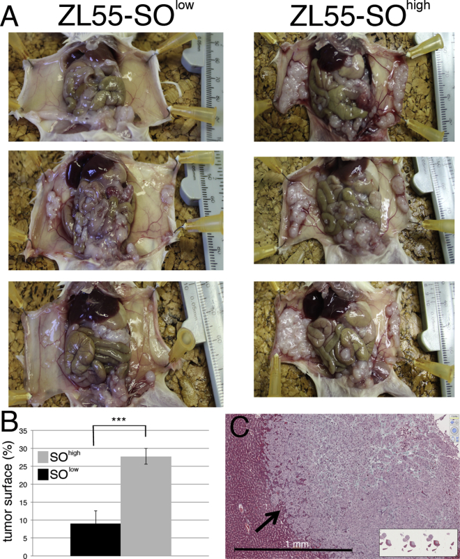 Figure 4