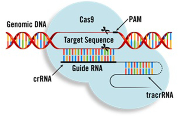 FIGURE 2