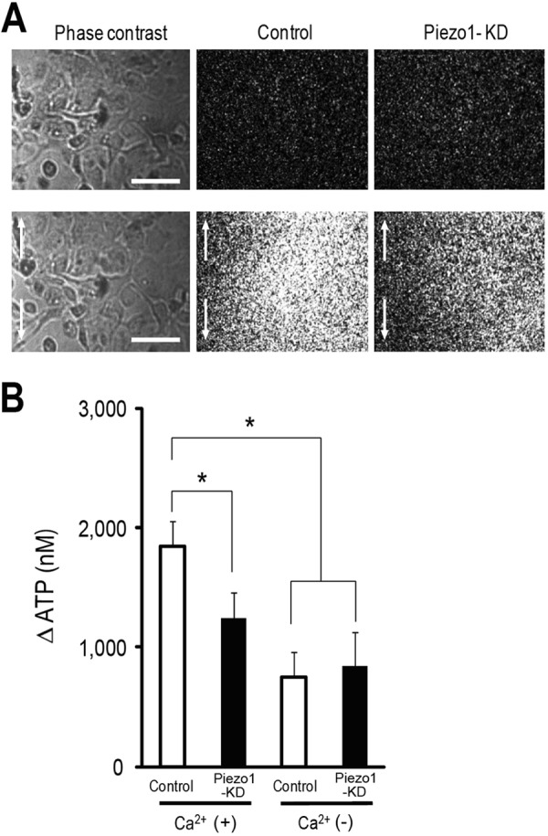 FIGURE 4.