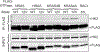 Extended Data Figure 1. |