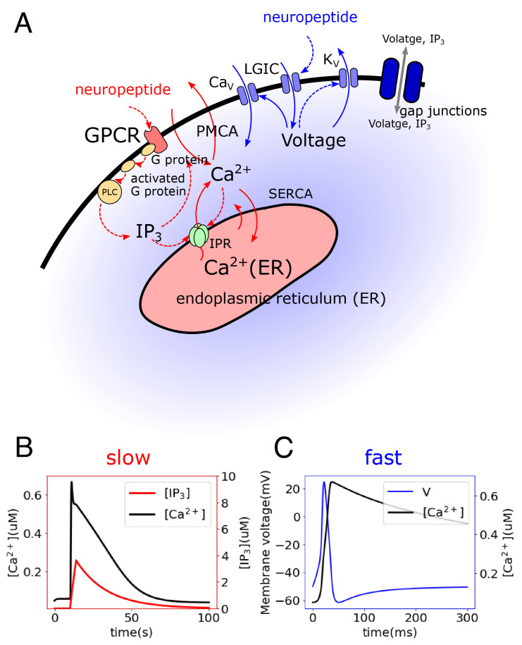 Fig. 3.