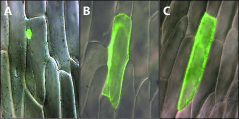 Figure 3.