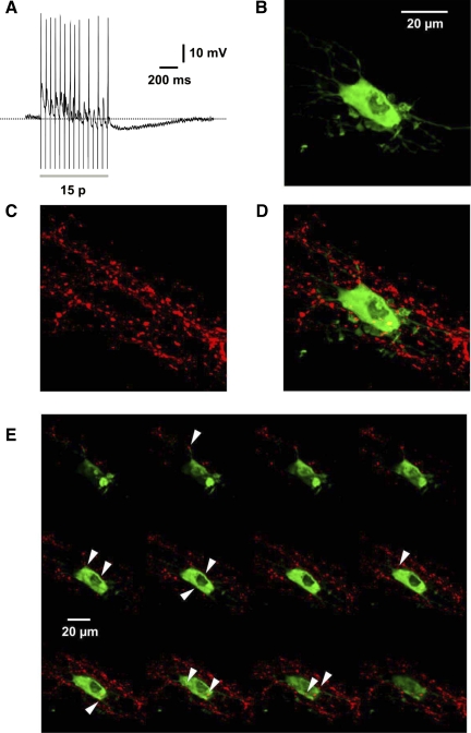 Fig. 4.