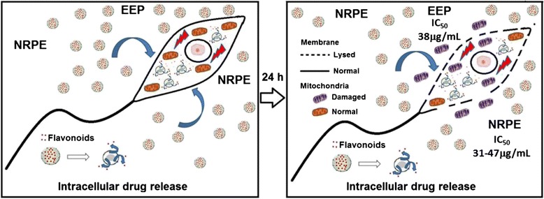 Graphical Abstract