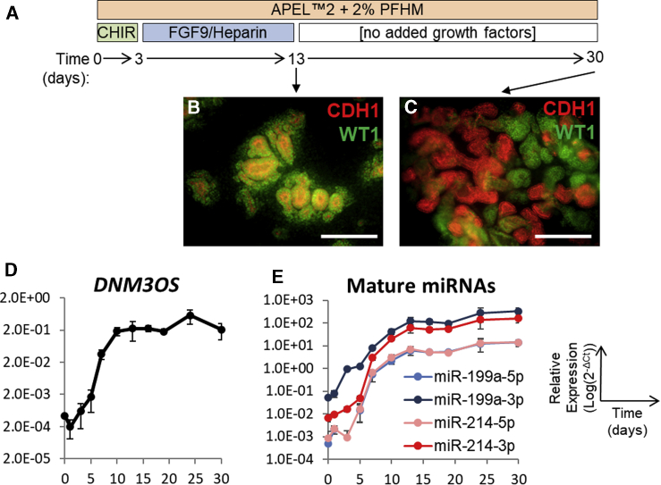 Figure 3