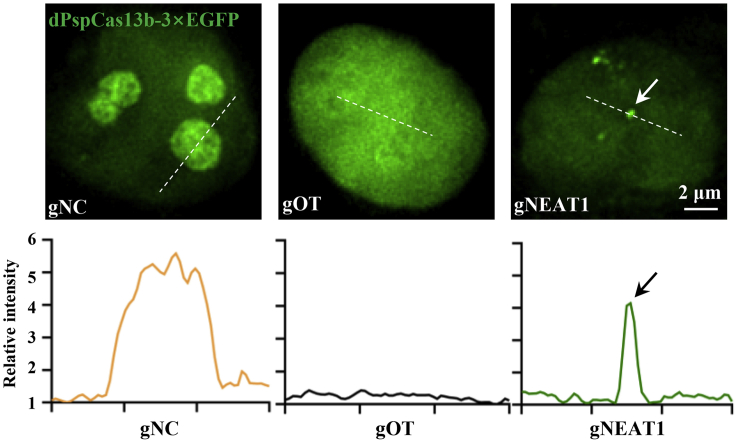 Figure 1