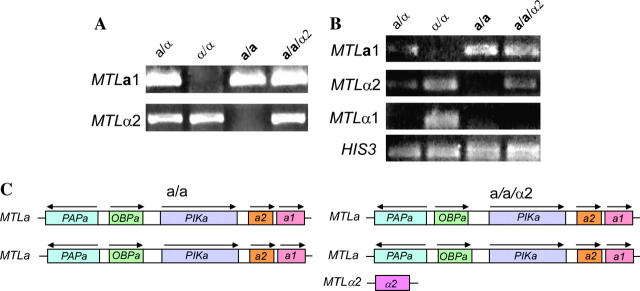 Figure 2.—