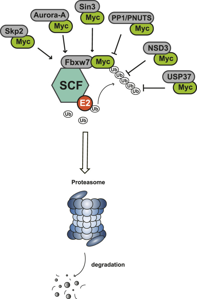 FIGURE 3