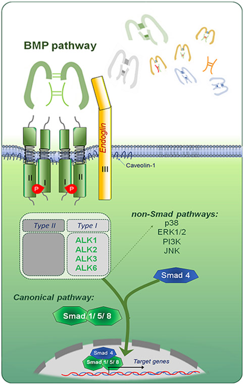 Figure 2: