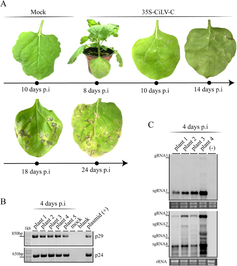 Fig 3