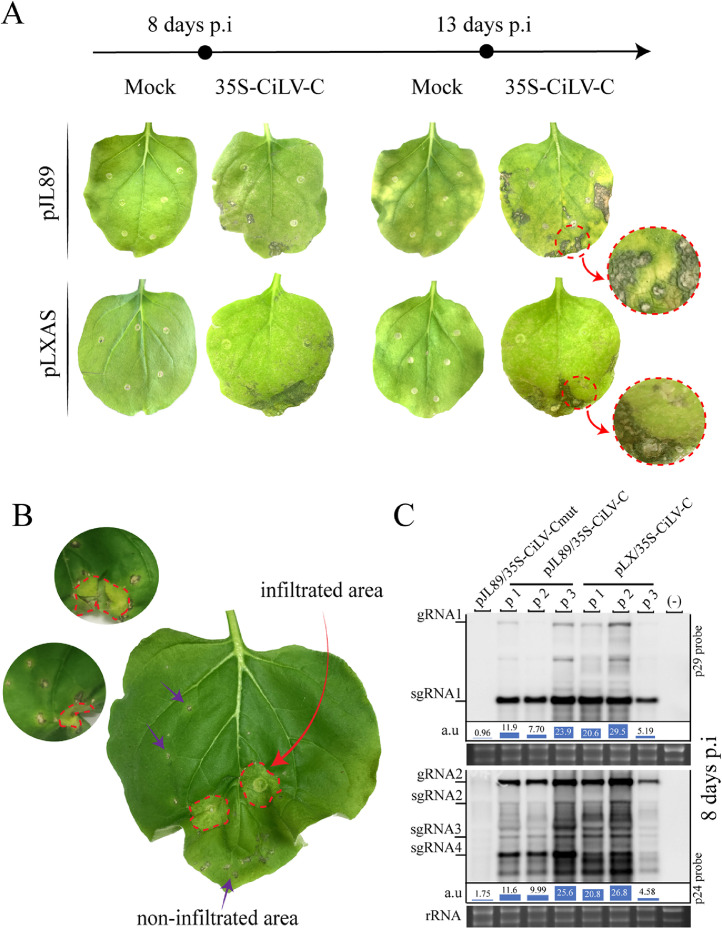 Fig 2