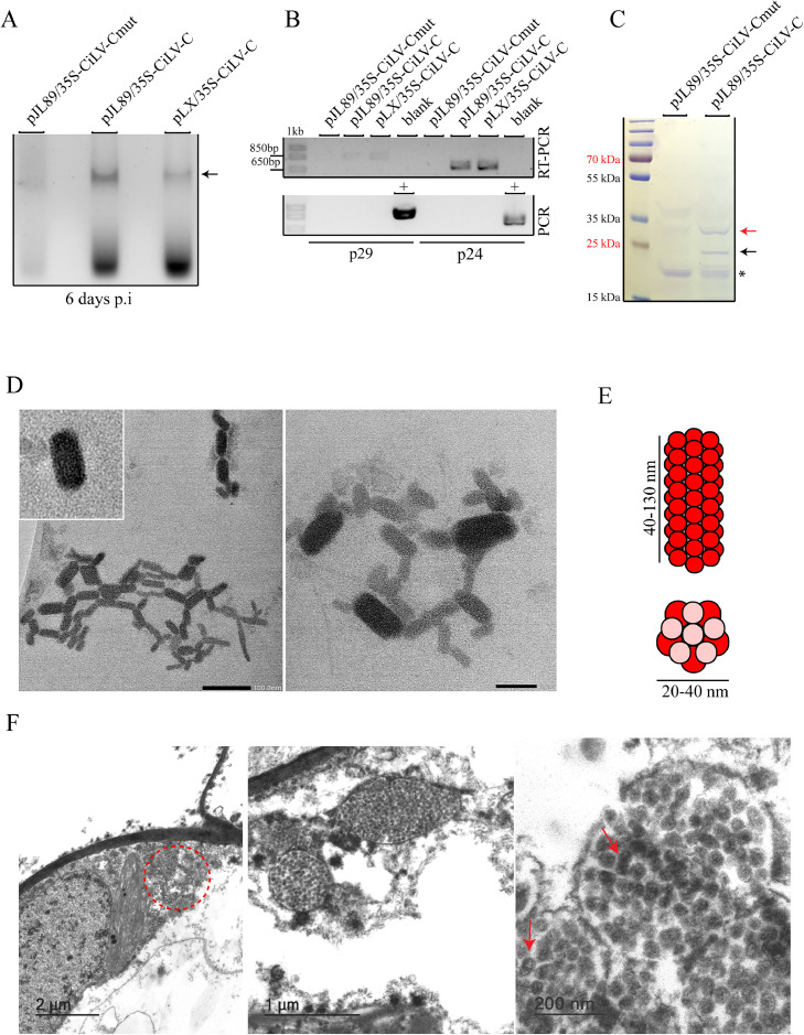 Fig 4