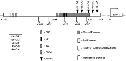 Figure  1. 