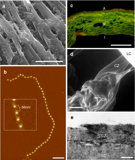 Fig. 1a–e