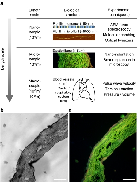 Fig. 5a–c