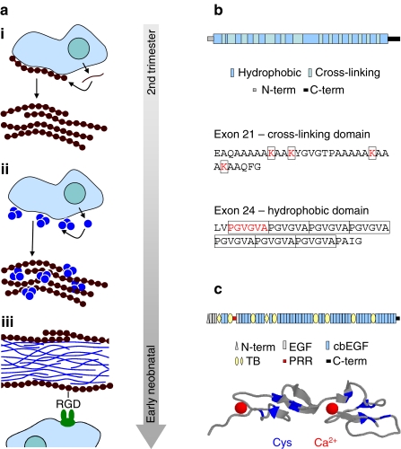 Fig. 2a–c