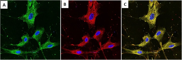 Fig. 1.