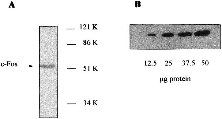 Fig 1.