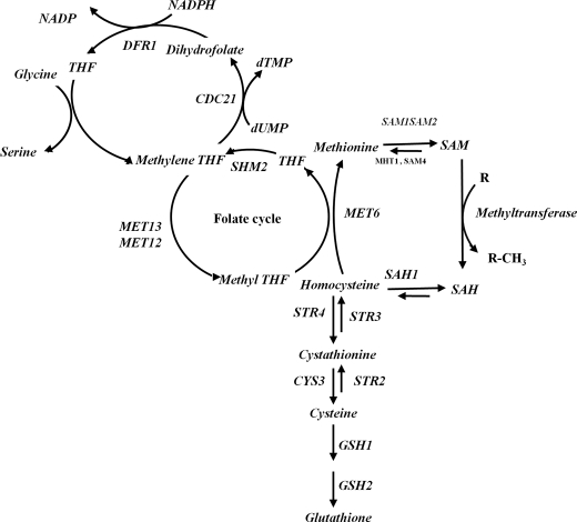 FIGURE 1.