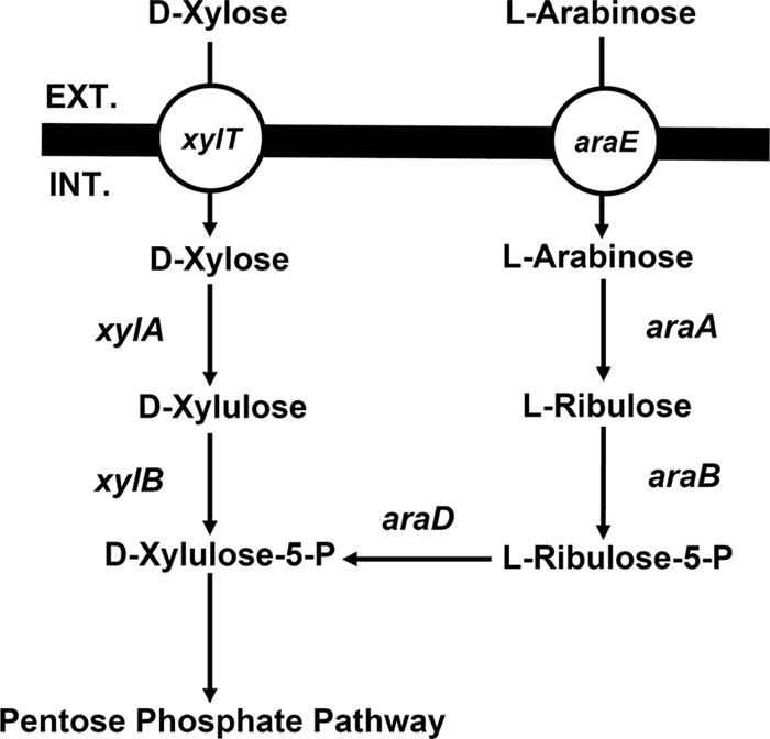 Fig. 4.