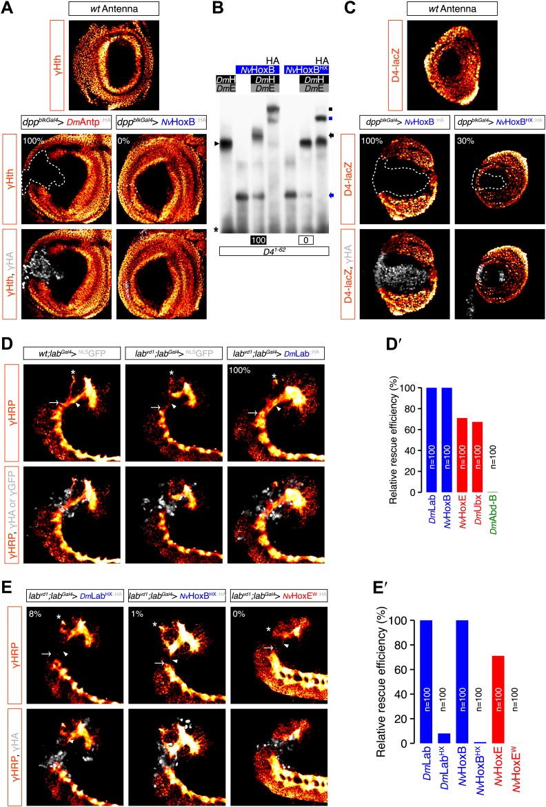 Figure 6—figure supplement 2.