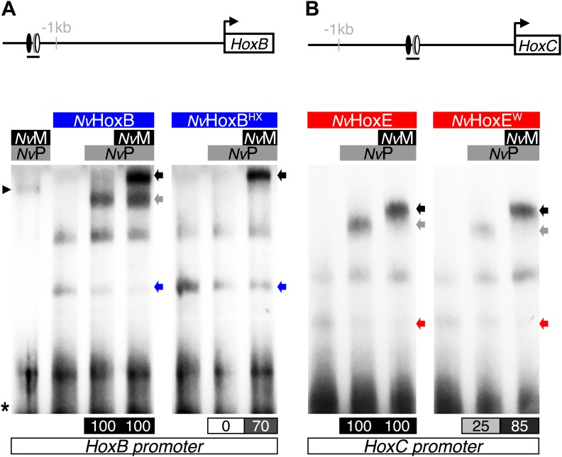 Figure 5—figure supplement 2.