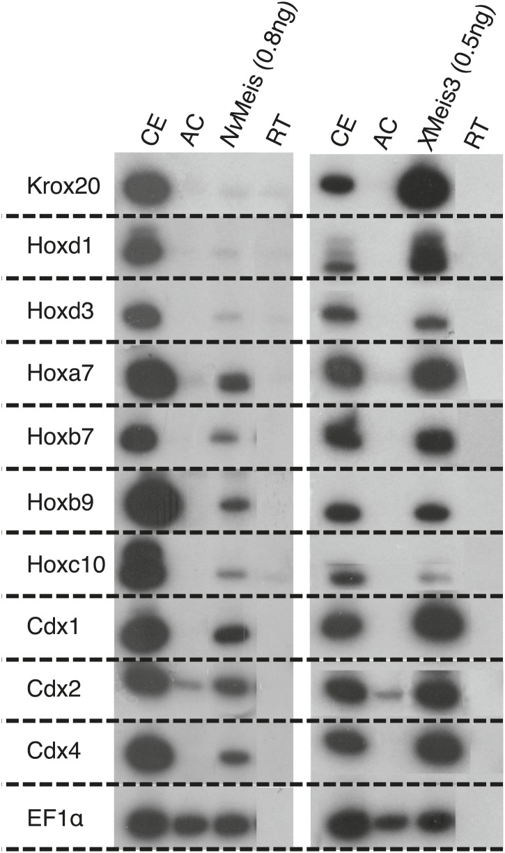 Figure 6—figure supplement 4.