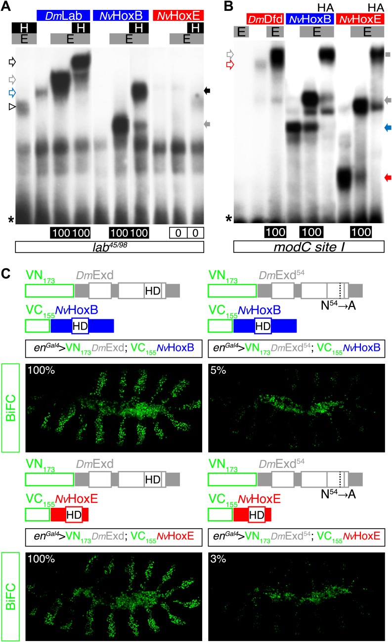 Figure 6—figure supplement 1.