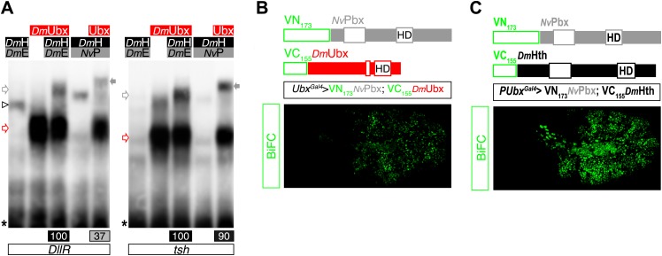 Figure 6—figure supplement 3.