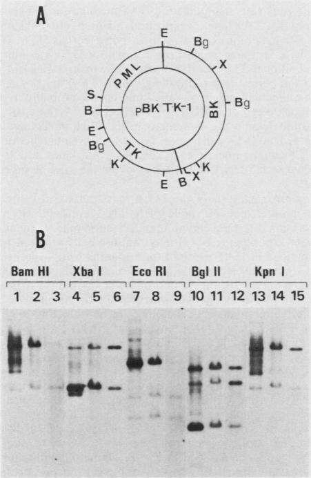 graphic file with name molcellb00150-0135-a.jpg