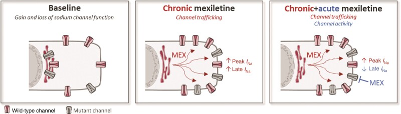 Graphical Abstract