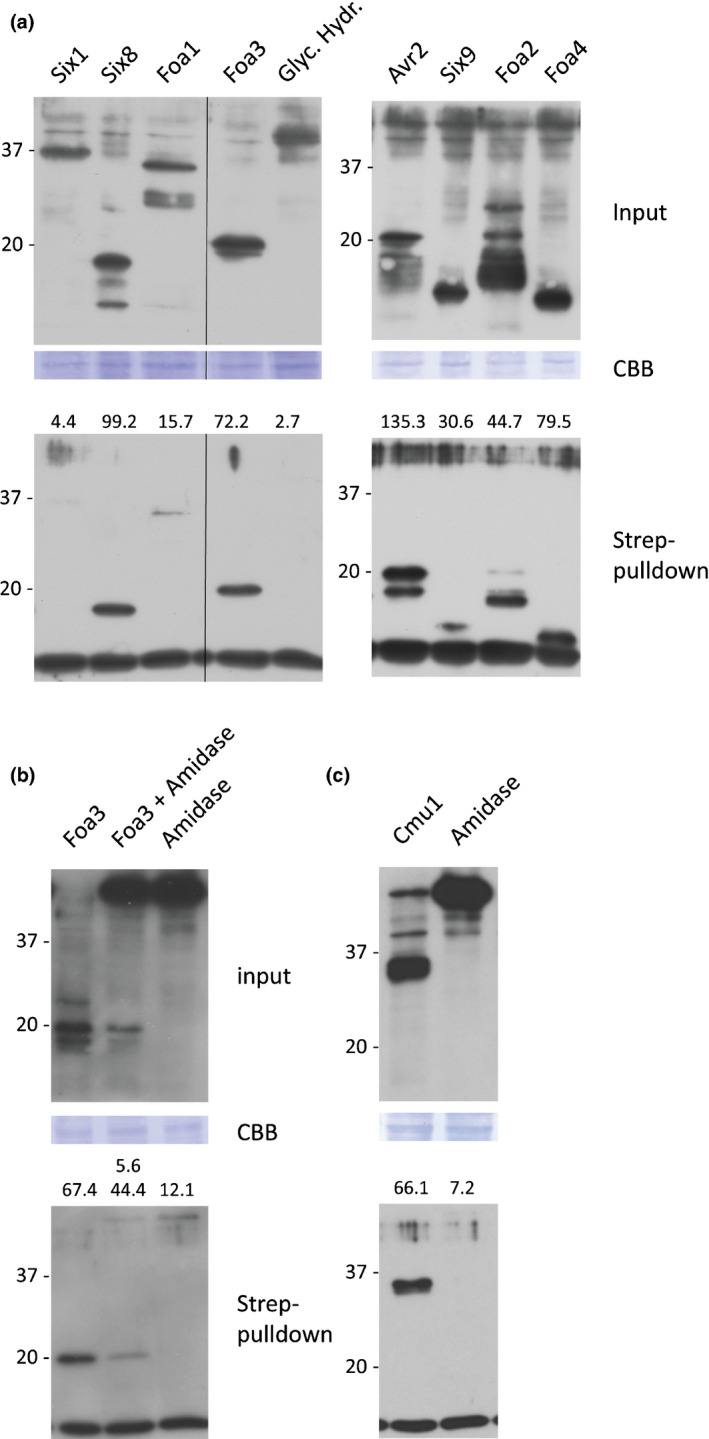 Fig. 5