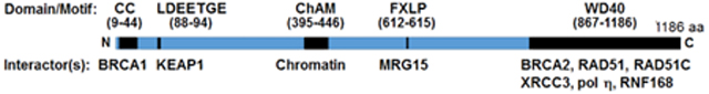 graphic file with name nihms-1029371-f0002.jpg