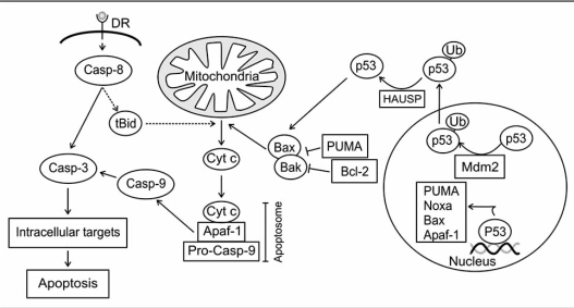 Fig. (5)